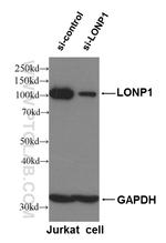 LONP1 Antibody in Western Blot (WB)