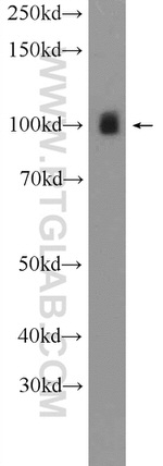 LONP1 Antibody in Western Blot (WB)