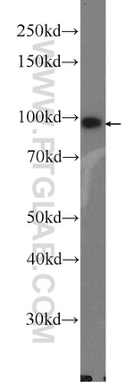 LONP1 Antibody in Western Blot (WB)