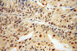 PAF1 Antibody in Immunohistochemistry (Paraffin) (IHC (P))