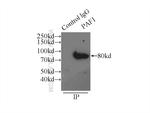 PAF1 Antibody in Immunoprecipitation (IP)