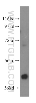 GMDS Antibody in Western Blot (WB)