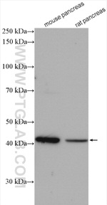 GMDS Antibody in Western Blot (WB)