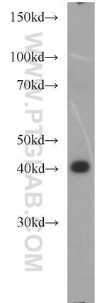 GMDS Antibody in Western Blot (WB)