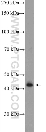 GMDS Antibody in Western Blot (WB)