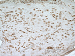 NSUN5 Antibody in Immunohistochemistry (Paraffin) (IHC (P))