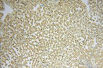 MYLIP Antibody in Immunohistochemistry (Paraffin) (IHC (P))