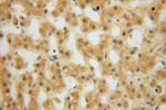 MYLIP Antibody in Immunohistochemistry (Paraffin) (IHC (P))