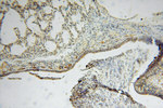 MYLIP Antibody in Immunohistochemistry (Paraffin) (IHC (P))