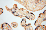 MYLIP Antibody in Immunohistochemistry (Paraffin) (IHC (P))