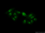 NOL12 Antibody in Immunocytochemistry (ICC/IF)