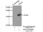 NOL12 Antibody in Immunoprecipitation (IP)