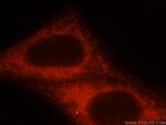 HOOK3 Antibody in Immunocytochemistry (ICC/IF)