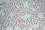 HOOK3 Antibody in Immunohistochemistry (Paraffin) (IHC (P))