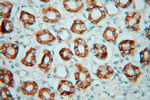 HOOK3 Antibody in Immunohistochemistry (Paraffin) (IHC (P))