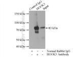 HOOK3 Antibody in Immunoprecipitation (IP)