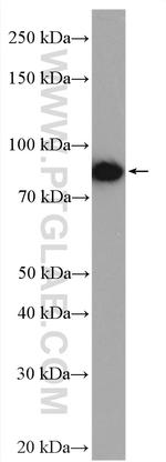 HOOK3 Antibody in Western Blot (WB)