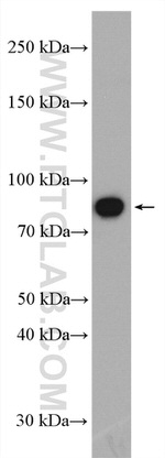 HOOK3 Antibody in Western Blot (WB)