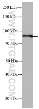 HOOK3 Antibody in Western Blot (WB)