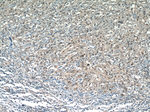 RPP25 Antibody in Immunohistochemistry (Paraffin) (IHC (P))