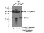 MDH2 Antibody in Immunoprecipitation (IP)