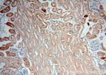 MAPKAP1 Antibody in Immunohistochemistry (Paraffin) (IHC (P))