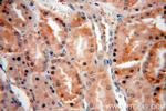 MAPKAP1 Antibody in Immunohistochemistry (Paraffin) (IHC (P))