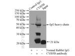 CYB5B Antibody in Immunoprecipitation (IP)