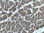 VPS24 Antibody in Immunohistochemistry (Paraffin) (IHC (P))