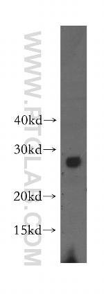 VPS24 Antibody in Western Blot (WB)