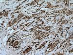 UBE2D4 Antibody in Immunohistochemistry (Paraffin) (IHC (P))