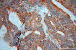 DNAJB11 Antibody in Immunohistochemistry (Paraffin) (IHC (P))