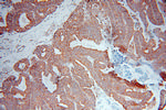 DNAJB11 Antibody in Immunohistochemistry (Paraffin) (IHC (P))