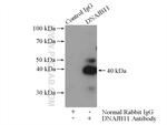DNAJB11 Antibody in Immunoprecipitation (IP)