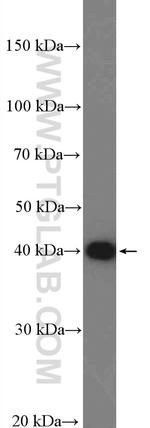 DNAJB11 Antibody in Western Blot (WB)