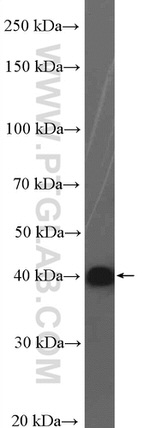 DNAJB11 Antibody in Western Blot (WB)