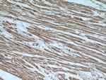 UBE2E3 Antibody in Immunohistochemistry (Paraffin) (IHC (P))