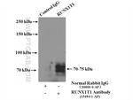 RUNX1T1 Antibody in Immunoprecipitation (IP)