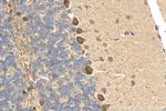 KISS1R Antibody in Immunohistochemistry (Paraffin) (IHC (P))