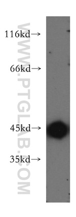 KISS1R Antibody in Western Blot (WB)