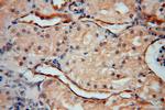 Transgelin-2 Antibody in Immunohistochemistry (Paraffin) (IHC (P))