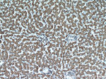 Transgelin-2 Antibody in Immunohistochemistry (Paraffin) (IHC (P))