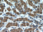 Transgelin-2 Antibody in Immunohistochemistry (Paraffin) (IHC (P))