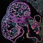 Cardiac Troponin T Antibody in Immunocytochemistry (ICC/IF)