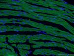 Cardiac Troponin T Antibody in Immunohistochemistry (PFA fixed) (IHC (PFA))