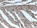 Cardiac Troponin T Antibody in Immunohistochemistry (Paraffin) (IHC (P))