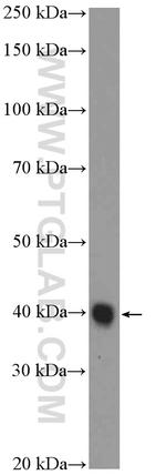 Cardiac Troponin T Antibody in Western Blot (WB)