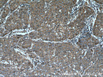 Beta galactosidase Antibody in Immunohistochemistry (Paraffin) (IHC (P))