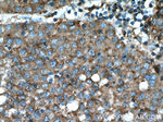 Beta galactosidase Antibody in Immunohistochemistry (Paraffin) (IHC (P))