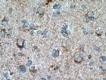 Beta galactosidase Antibody in Immunohistochemistry (Paraffin) (IHC (P))